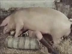 Retro zoofilia woman fucking a pig in the barn 